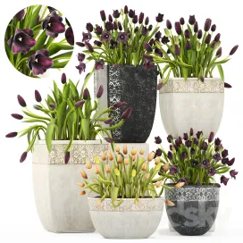 Collection of plants